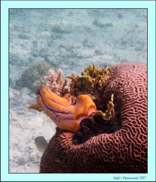 209   07   Sibuan 03